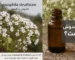 روغن کندش چیست گیاه روغن کندوش یا کندش که در کنار آن یک بطری از عصاره روغنی آن دیده می شود