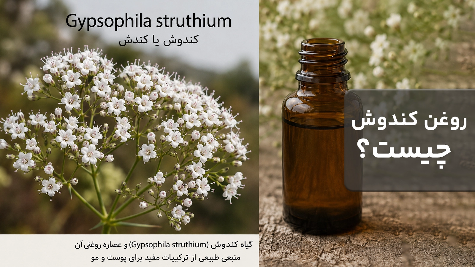 روغن کندش چیست گیاه روغن کندوش یا کندش که در کنار آن یک بطری از عصاره روغنی آن دیده می شود